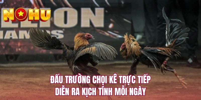 Đấu trường chọi kê trực tiếp diễn ra kịch tính mỗi ngày